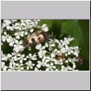 Judolia cerambyciformis - Bockkaefer 03 Deister.jpg